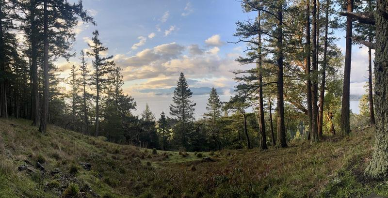 Forest and ocean in the Salish Sea bioregion